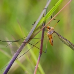 Leptotarsus (Leptotarsus) sp.(genus) (A Crane Fly) at QPRC LGA - 28 Nov 2021 by WHall