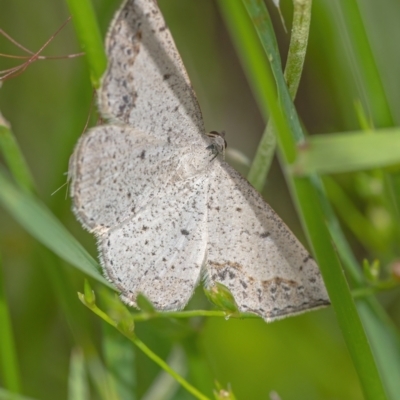 Taxeotis intextata (Looper Moth, Grey Taxeotis) at QPRC LGA - 30 Nov 2021 by WHall