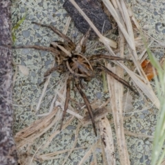 Tasmanicosa sp. (genus) (Tasmanicosa wolf spider) at Googong, NSW - 30 Nov 2021 by WHall