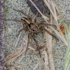 Tasmanicosa sp. (genus) at Googong, NSW - 30 Nov 2021 02:18 PM