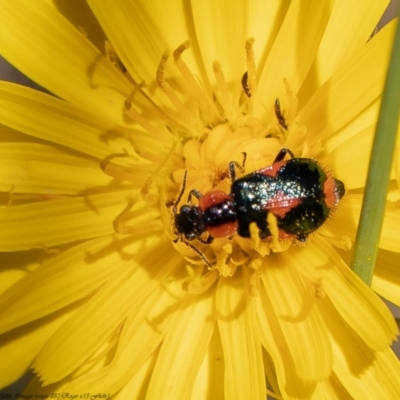 Dicranolaius villosus (Melyrid flower beetle) at Coree, ACT - 2 Dec 2021 by Roger