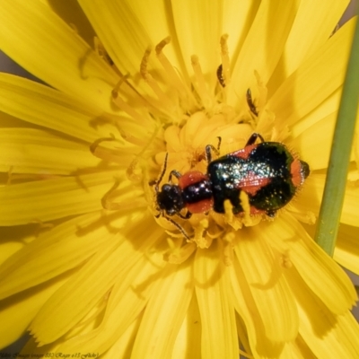 Dicranolaius villosus (Melyrid flower beetle) at Lower Cotter Catchment - 2 Dec 2021 by Roger