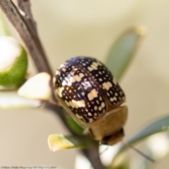 Paropsis pictipennis (Tea-tree button beetle) at Coree, ACT - 2 Dec 2021 by Roger