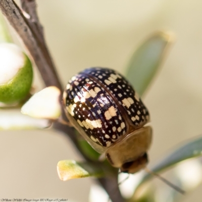 Paropsis pictipennis (Tea-tree button beetle) at Lower Cotter Catchment - 1 Dec 2021 by Roger