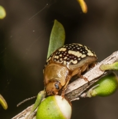 Paropsis pictipennis at Coree, ACT - 2 Dec 2021 09:48 AM