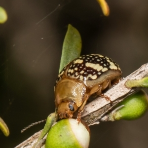 Paropsis pictipennis at Coree, ACT - 2 Dec 2021