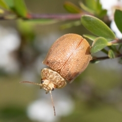 Paropsis atomaria (Eucalyptus leaf beetle) at Coree, ACT - 2 Dec 2021 by Roger