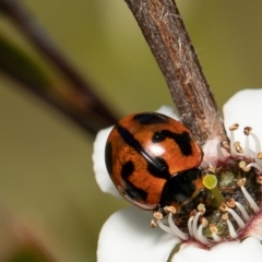 Coccinella transversalis (Transverse Ladybird) at Lower Cotter Catchment - 1 Dec 2021 by Roger