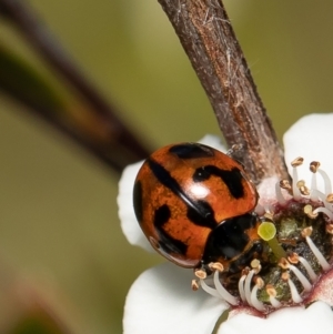 Coccinella transversalis at Coree, ACT - 2 Dec 2021