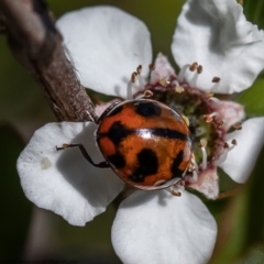 Coccinella transversalis at Coree, ACT - 2 Dec 2021