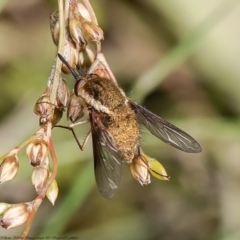 Staurostichus sp. (genus) (Unidentified Staurostichus bee fly) at Coree, ACT - 1 Dec 2021 by Roger