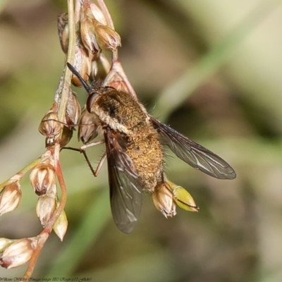 Staurostichus sp. (genus) (Unidentified Staurostichus bee fly) at Lower Cotter Catchment - 1 Dec 2021 by Roger