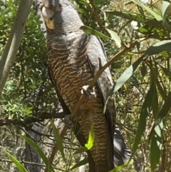 Callocephalon fimbriatum (Gang-gang Cockatoo) at Robertson, NSW - 2 Dec 2021 by JanetMW