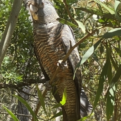 Callocephalon fimbriatum (Gang-gang Cockatoo) at Budderoo National Park - 2 Dec 2021 by JanetMW