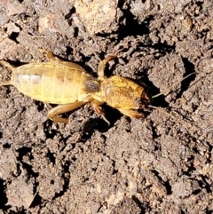 Gryllotalpa australis (Mole cricket) at Sullivans Creek, Lyneham South - 2 Dec 2021 by trevorpreston