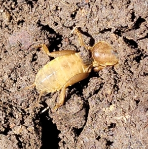 Gryllotalpa australis at Lyneham, ACT - 2 Dec 2021