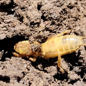 Gryllotalpa australis at Lyneham, ACT - 2 Dec 2021