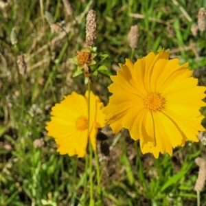 Coreopsis lanceolata at O'Connor, ACT - 2 Dec 2021 03:22 PM