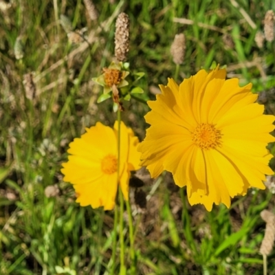 Coreopsis lanceolata (Lance-leaf Coreopsis) at Bruce Ridge - 2 Dec 2021 by trevorpreston