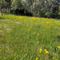 Coreopsis lanceolata at O'Connor, ACT - 2 Dec 2021 03:22 PM