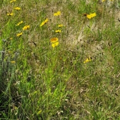 Coreopsis lanceolata at O'Connor, ACT - 2 Dec 2021 03:22 PM