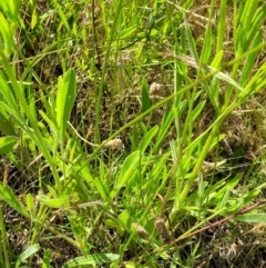 Coreopsis lanceolata at O'Connor, ACT - 2 Dec 2021 03:22 PM