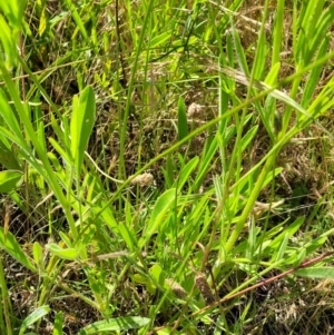 Coreopsis lanceolata at O'Connor, ACT - 2 Dec 2021 03:22 PM