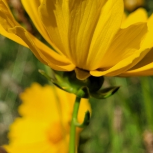 Coreopsis lanceolata at O'Connor, ACT - 2 Dec 2021