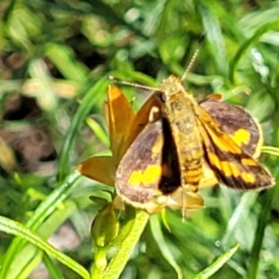 Ocybadistes walkeri (Green Grass-dart) at O'Connor, ACT - 2 Dec 2021 by trevorpreston