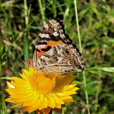 Vanessa kershawi (Australian Painted Lady) at O'Connor, ACT - 2 Dec 2021 by trevorpreston