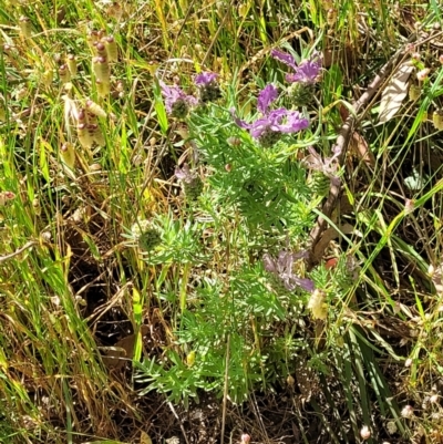 Lavandula stoechas (Spanish Lavender or Topped Lavender) at O'Connor, ACT - 2 Dec 2021 by trevorpreston