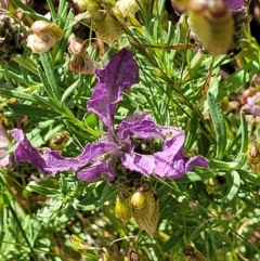 Lavandula stoechas at O'Connor, ACT - 2 Dec 2021