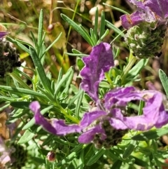 Lavandula stoechas at O'Connor, ACT - 2 Dec 2021