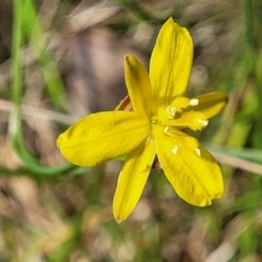 Tricoryne elatior (Yellow Rush Lily) at Bruce, ACT - 2 Dec 2021 by trevorpreston