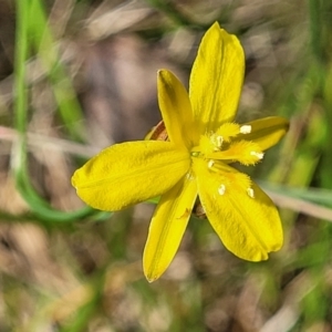 Tricoryne elatior at Bruce, ACT - 2 Dec 2021