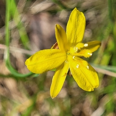 Tricoryne elatior (Yellow Rush Lily) at Bruce, ACT - 2 Dec 2021 by tpreston