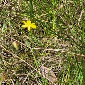 Tricoryne elatior at Bruce, ACT - 2 Dec 2021 03:40 PM