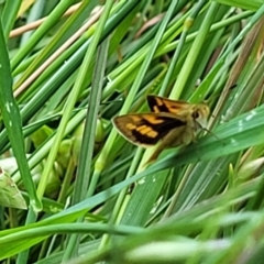 Ocybadistes walkeri (Green Grass-dart) at Bruce, ACT - 2 Dec 2021 by trevorpreston