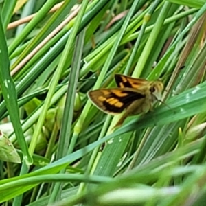 Ocybadistes walkeri at Bruce, ACT - 2 Dec 2021