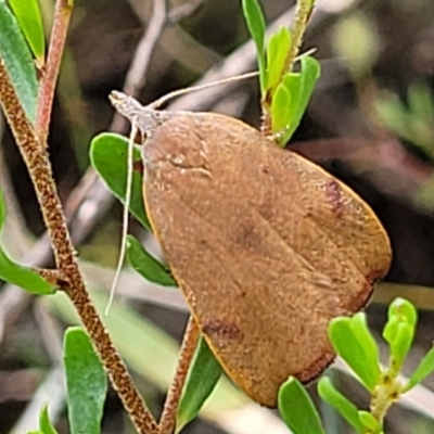 Tortricopsis uncinella (A concealer moth) at Bruce Ridge to Gossan Hill - 2 Dec 2021 by trevorpreston