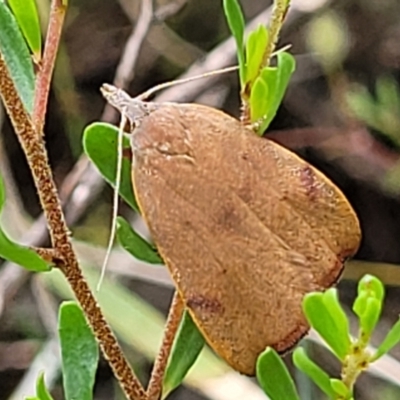 Tortricopsis uncinella (A concealer moth) at Bruce, ACT - 2 Dec 2021 by trevorpreston