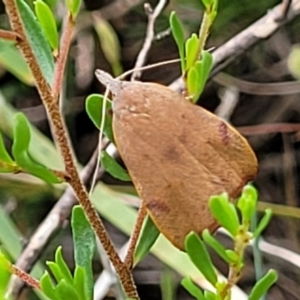 Tortricopsis uncinella at Bruce, ACT - 2 Dec 2021