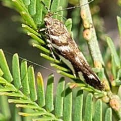 Macrobathra (genus) (A cosmet moth) at Bruce, ACT - 2 Dec 2021 by trevorpreston