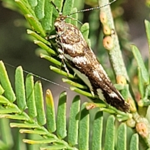 Macrobathra (genus) at Bruce, ACT - 2 Dec 2021