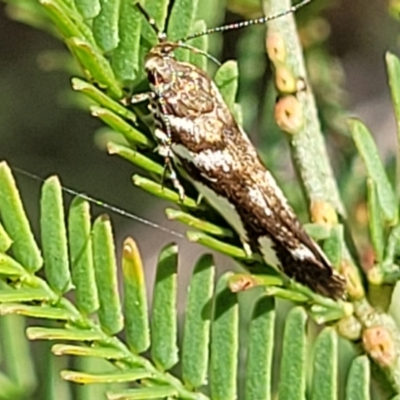 Macrobathra (genus) (A cosmet moth) at Bruce Ridge to Gossan Hill - 2 Dec 2021 by trevorpreston