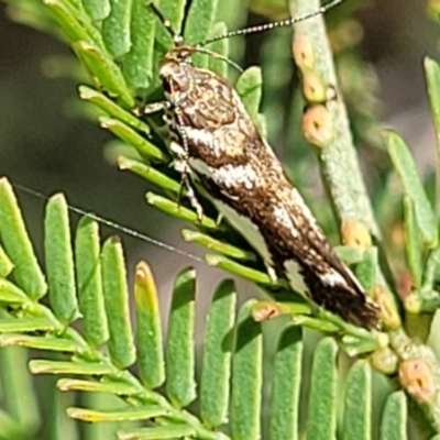 Macrobathra (genus) (A Cosmet moth (Cosmopteriginae) at Bruce, ACT - 2 Dec 2021 by trevorpreston