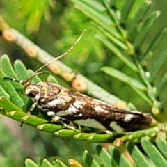Macrobathra (genus) at Bruce, ACT - 2 Dec 2021