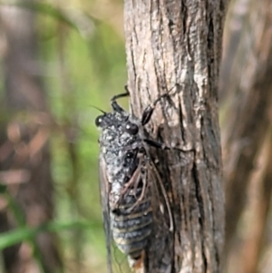 Atrapsalta furcilla at Bruce, ACT - 2 Dec 2021