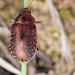 Edusella sp. (genus) (A leaf beetle) at Bruce Ridge to Gossan Hill - 2 Dec 2021 by trevorpreston