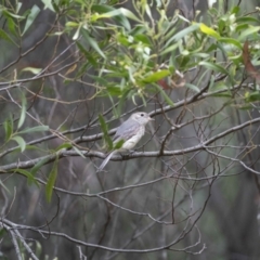Pachycephala rufiventris (Rufous Whistler) at Lower Cotter Catchment - 1 Dec 2021 by trevsci
